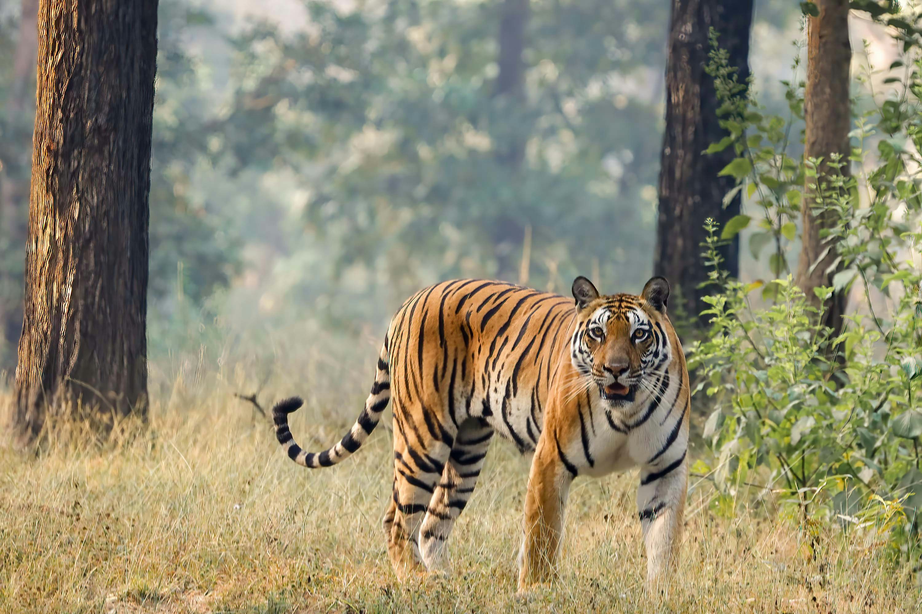 Tiger sighting during Nagarahole jungle safari