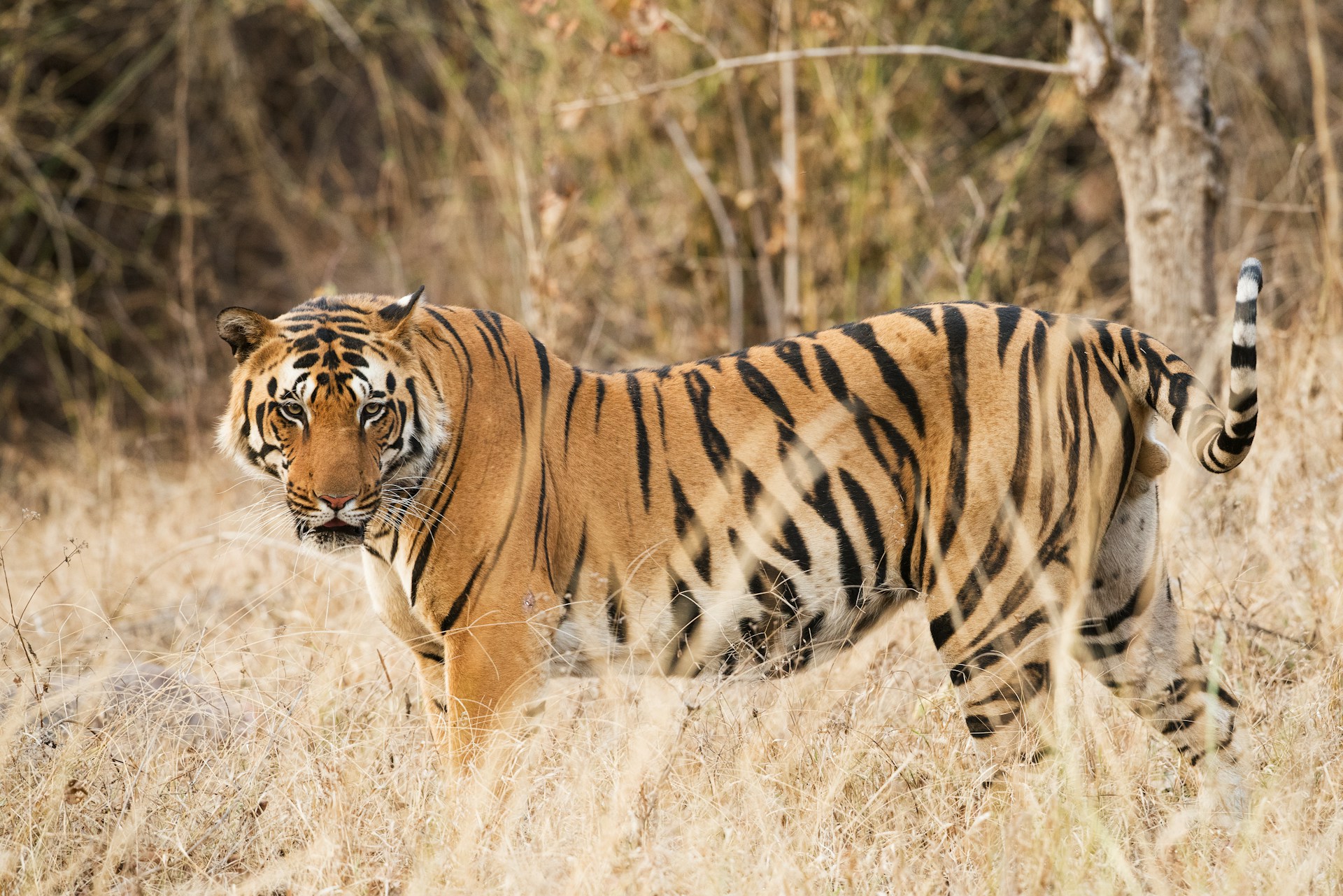 Wildlife safari at Nagarahole Tiger Reserve
